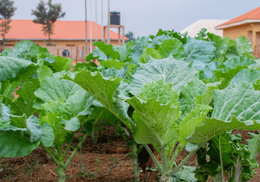 Vegetable Agriculture 1